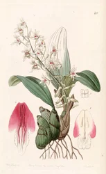 Eria bractescens